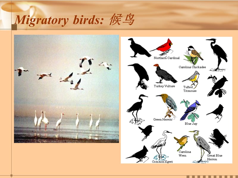 泛读Unit4-migratory-birds-and-coffee名师制作优质教学资料.ppt_第2页