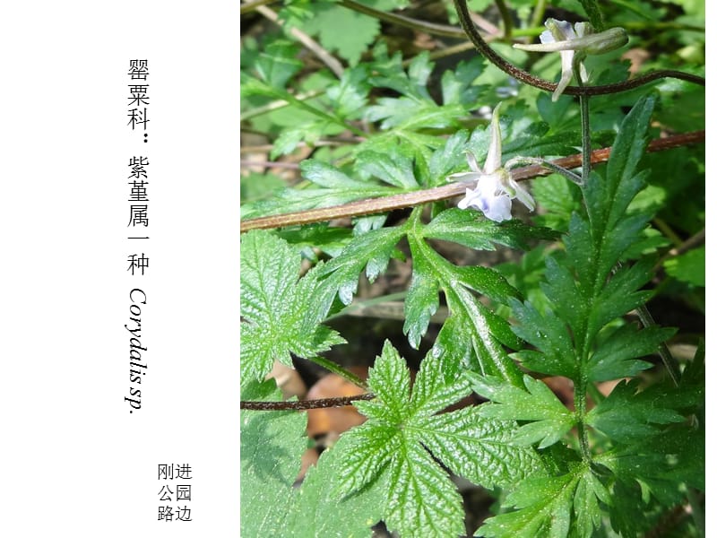 黔灵山公园鉴定植物名师制作优质教学资料.ppt_第3页