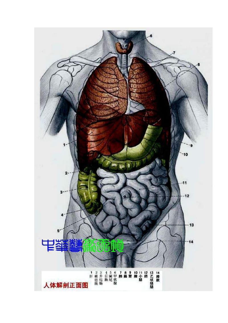 《人体内脏结构图》名师制作优质教学资料.doc_第2页