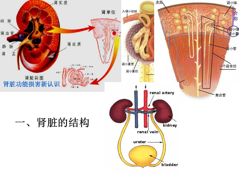 医学课件第二十四章利尿药与脱水药.ppt_第3页