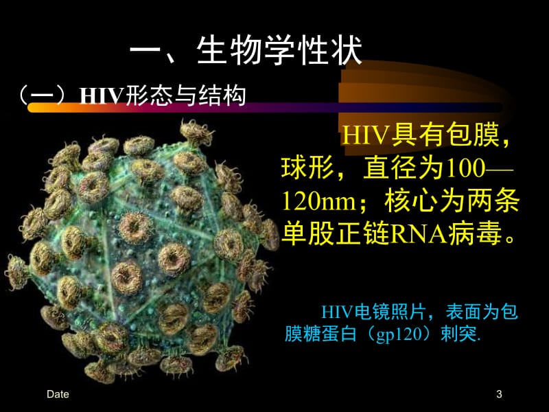 医学课件第二十九章人类免疫缺陷病毒人类免疫缺陷病毒HIV属于.ppt_第3页