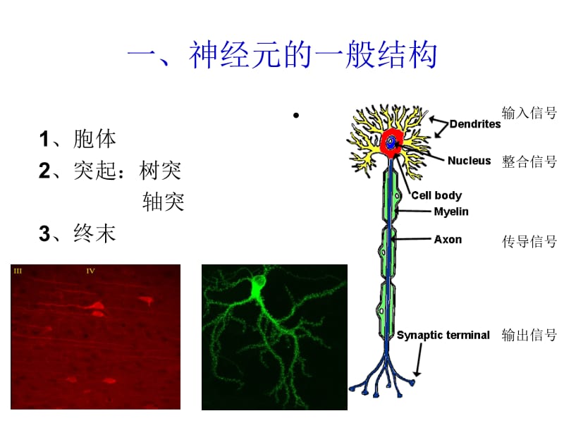 医学课件神经元和神经胶质细胞2.ppt_第3页
