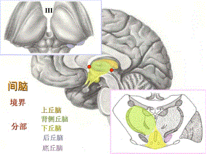 医学课件神经系统总论 间脑大脑.ppt