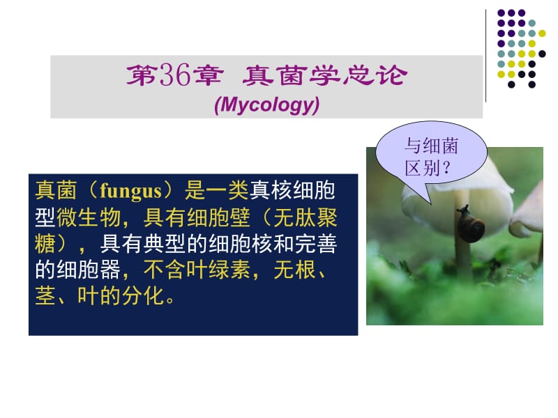 医学课件真核细胞型微生物有典型的细胞核和细胞器广泛存在.ppt_第2页