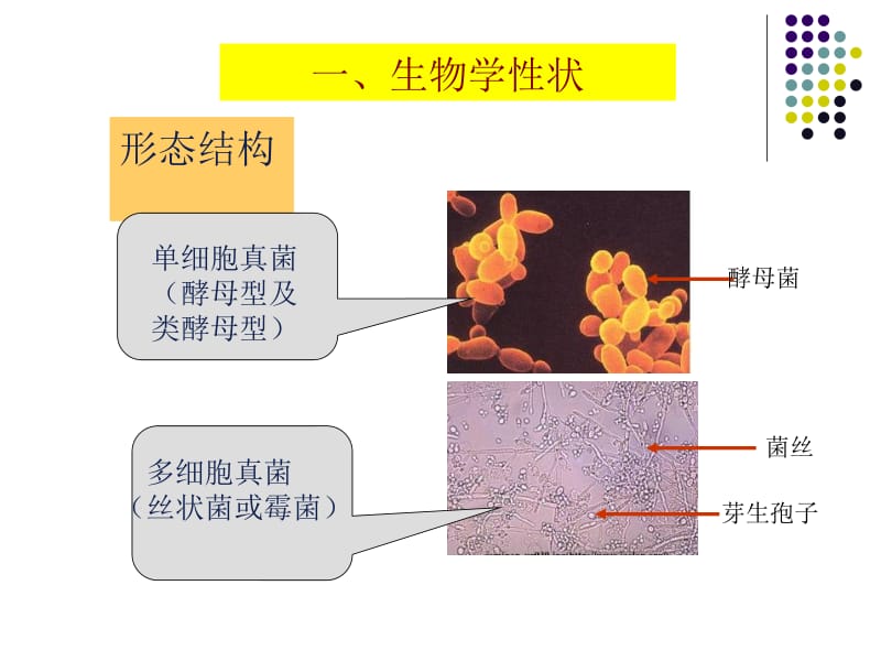 医学课件真核细胞型微生物有典型的细胞核和细胞器广泛存在.ppt_第3页