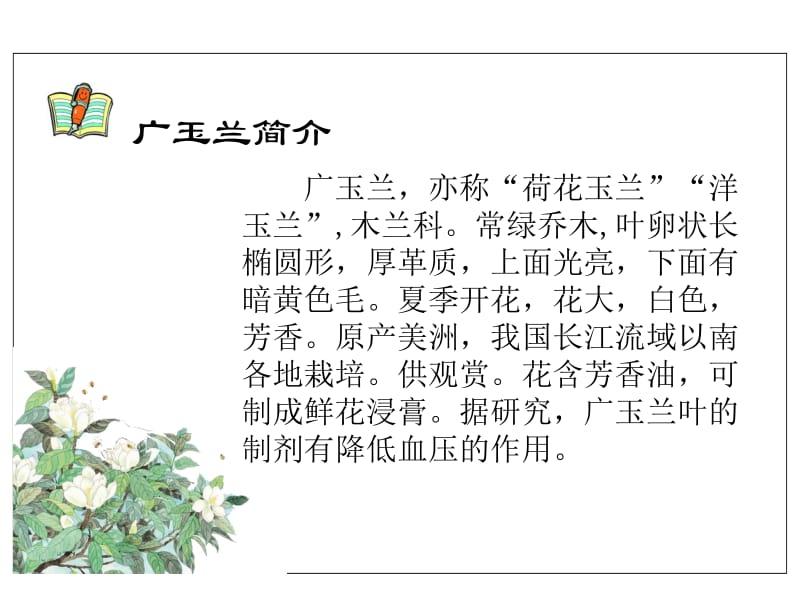 18.广玉兰[精选文档].ppt_第2页