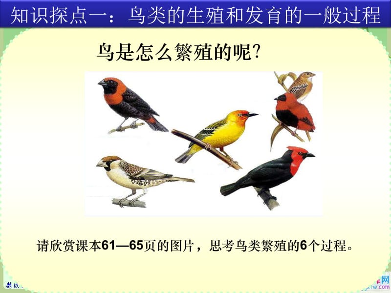 2.3鸟的生殖和发育课件（正式）[精选文档].ppt_第3页