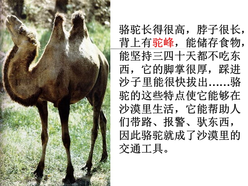 16.找骆驼33[精选文档].ppt_第3页