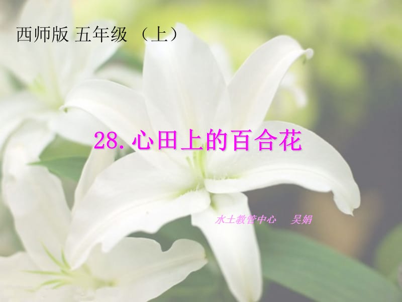 217吴娟课件心田上的百合花[精选文档].ppt_第1页