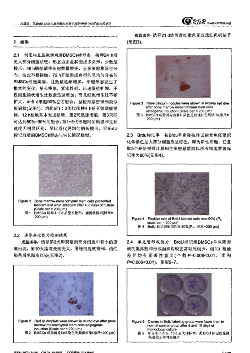 BRDU标记大鼠骨髓间充质干细胞增殖与成骨能力的变化.pdf_第3页