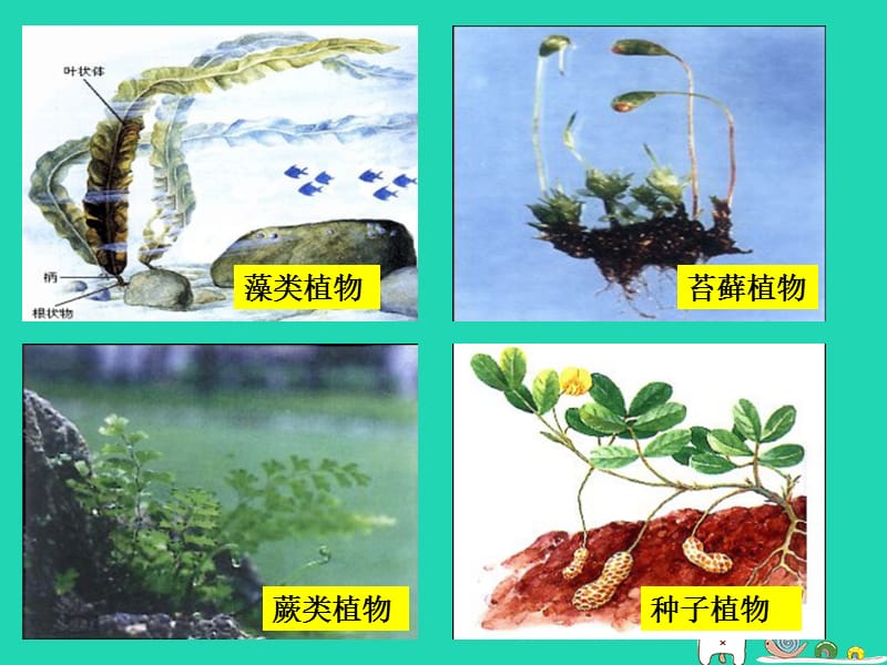 七年级生物上册3.1.1藻类苔藓和蕨类植物课件新人教版.pptx_第1页