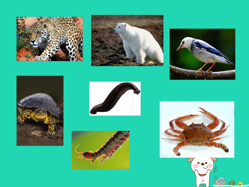 八年级生物上册第14章第2节千姿百态的动物世界课件苏教版.pptx_第1页