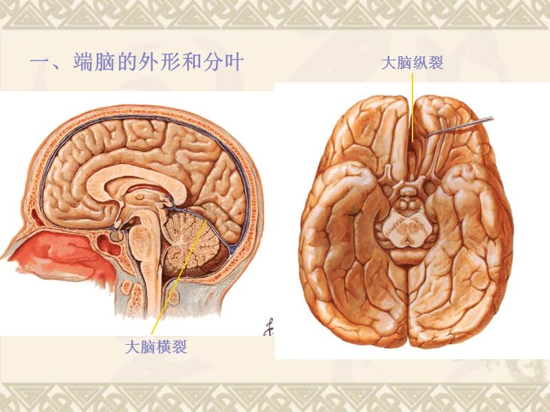 大脑解剖结构.ppt_第2页