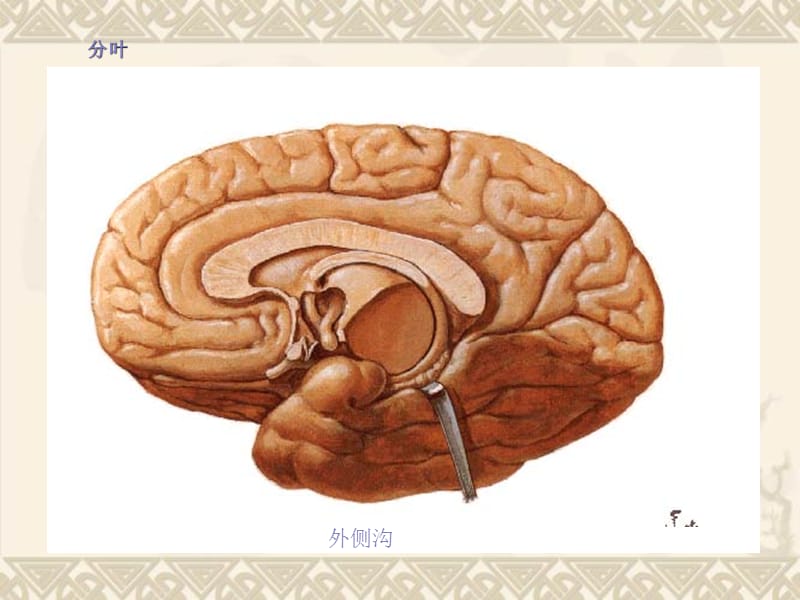大脑解剖结构.ppt_第3页