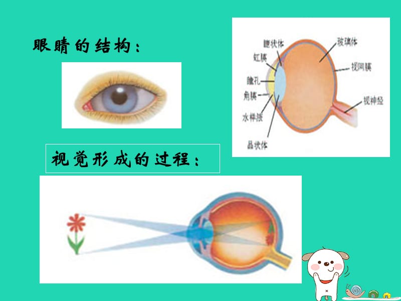 八年级物理上册3.7眼睛与光学仪器课件（新版）粤教沪版.pptx_第2页