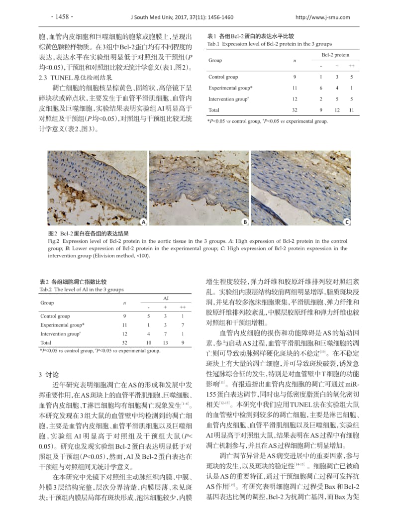 辛伐他汀通过上调动脉粥样硬化大鼠血管壁Bcl-2蛋白的表达而抑制细胞凋亡.pdf_第3页