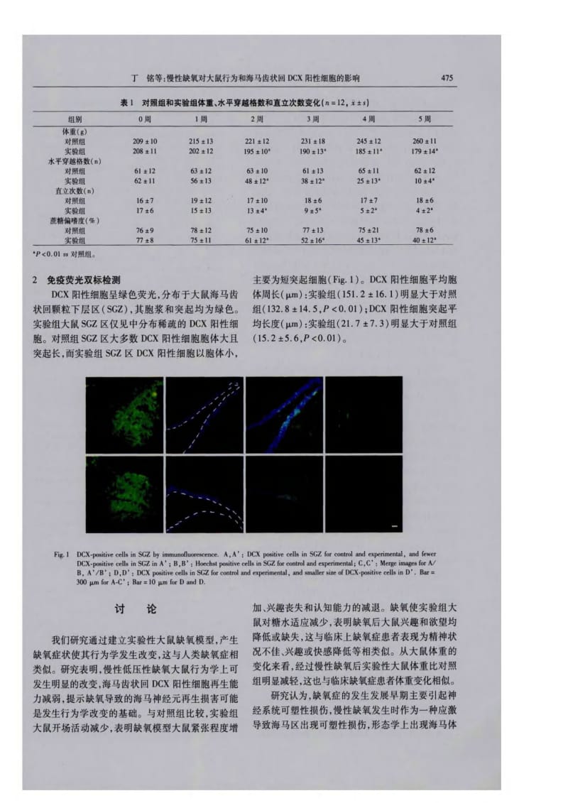 慢性缺氧对大鼠行为和海马齿状回dcx阳性细胞的影响-论文.pdf_第3页