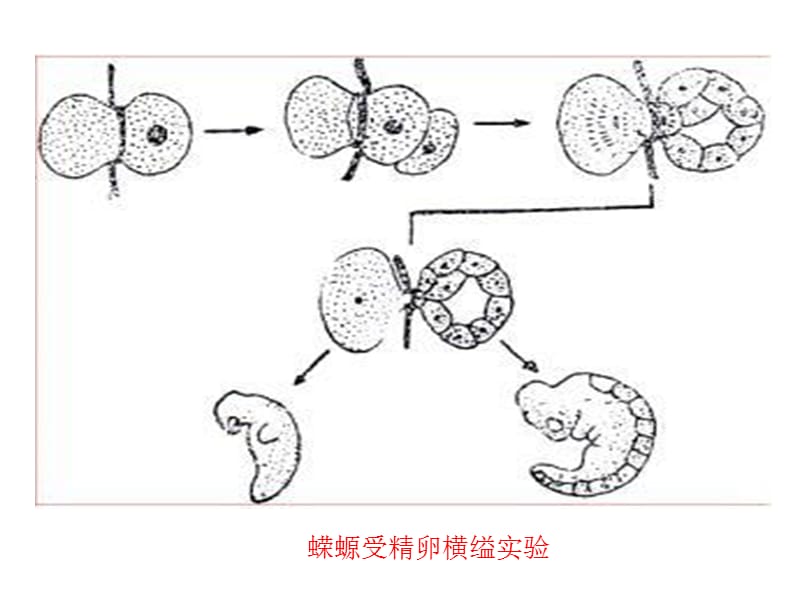 第3节细胞核授课人程华丽名师编辑PPT课件.ppt_第2页