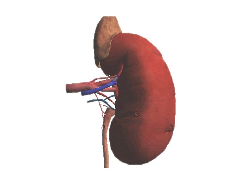 第八章尿的生成和排出概述肾脏的基本功能第一节肾的名师编辑PPT课件.ppt_第3页