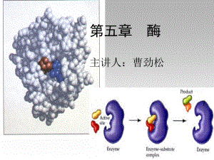 第五部分酶主讲人曹劲松教学课件名师编辑PPT课件.ppt