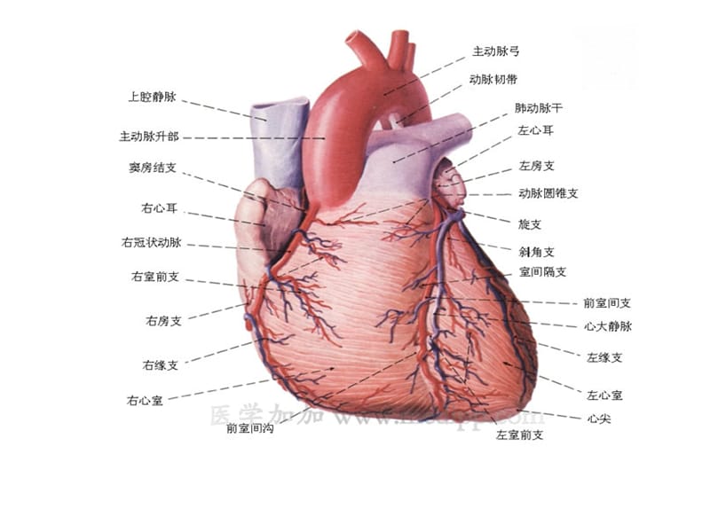 心脏图谱名师编辑PPT课件.ppt_第3页