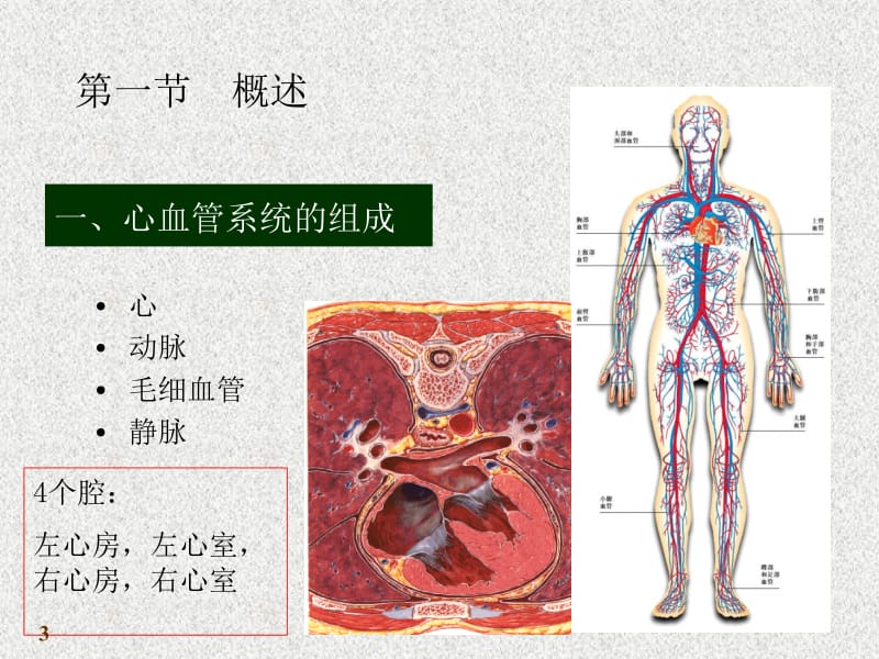 心血管系统名师编辑PPT课件.ppt_第3页