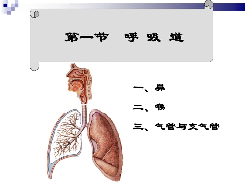 第六章呼吸系统RespiratorySystem名师编辑PPT课件.ppt_第3页