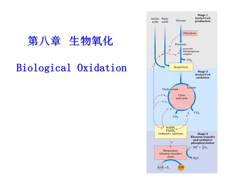 第八生物氧化BiologicalOxidation名师编辑PPT课件.ppt_第1页