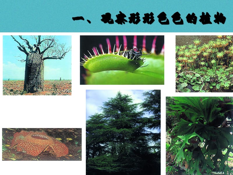 江苏省七年级生物下册11.1地面上的植物被子植物与裸子植物课件新版苏科版.pptx_第1页