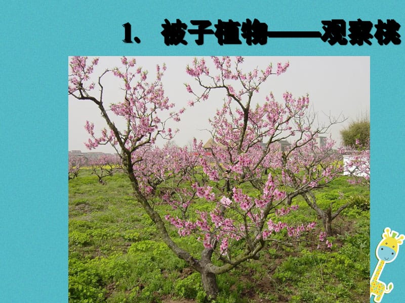 江苏省七年级生物下册11.1地面上的植物被子植物与裸子植物课件新版苏科版.pptx_第3页