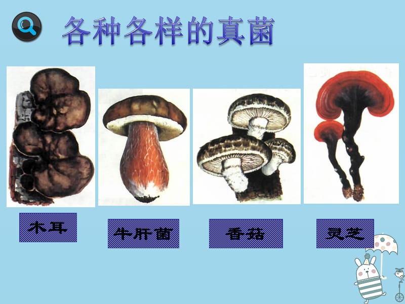 吉林省通化市八年级生物上册5.4.3真菌课件1新版新人教版.pptx_第2页