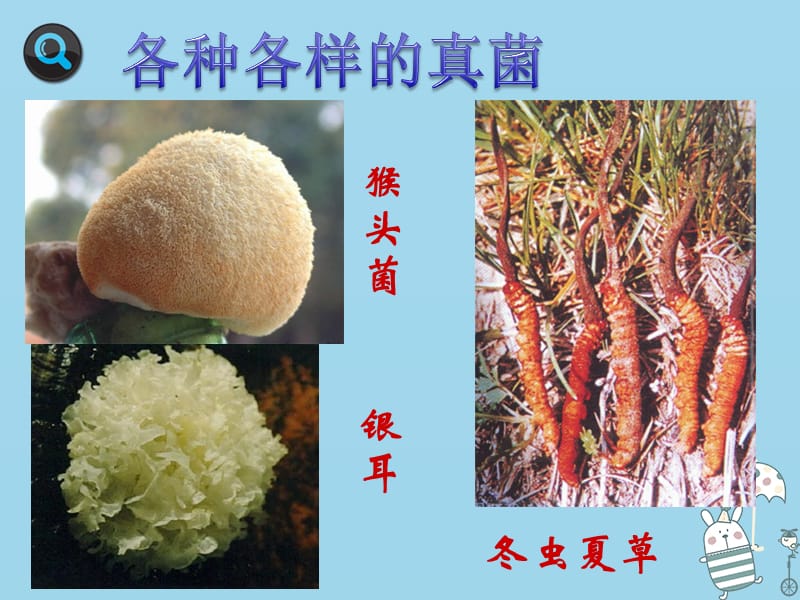 吉林省通化市八年级生物上册5.4.3真菌课件1新版新人教版.pptx_第3页