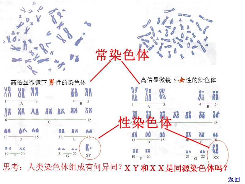 山东省高中生物第二章基因和染色体的关系2.3伴性遗传第二课时课件新人教版.pptx_第3页