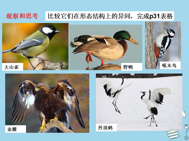 辽宁省凌海市2018年八年级生物上册5.1.6鸟课件新版新人教版.pptx_第2页