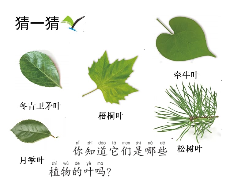 一年级上册科学课件-1.4这是谁的叶（4） l 教科版 (共13张PPT)-教学文档.ppt_第3页