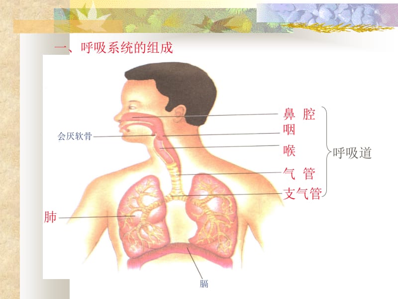呼吸系统对空气的处理.ppt_第2页