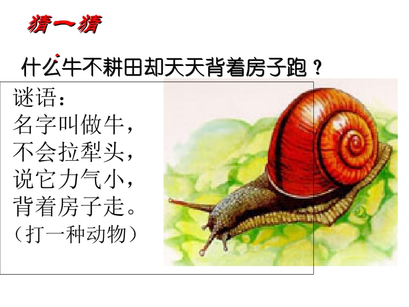 三年级上册科学课件－2.2 蜗牛(一) ｜教科版 (共41张PPT)-教学文档.ppt_第1页
