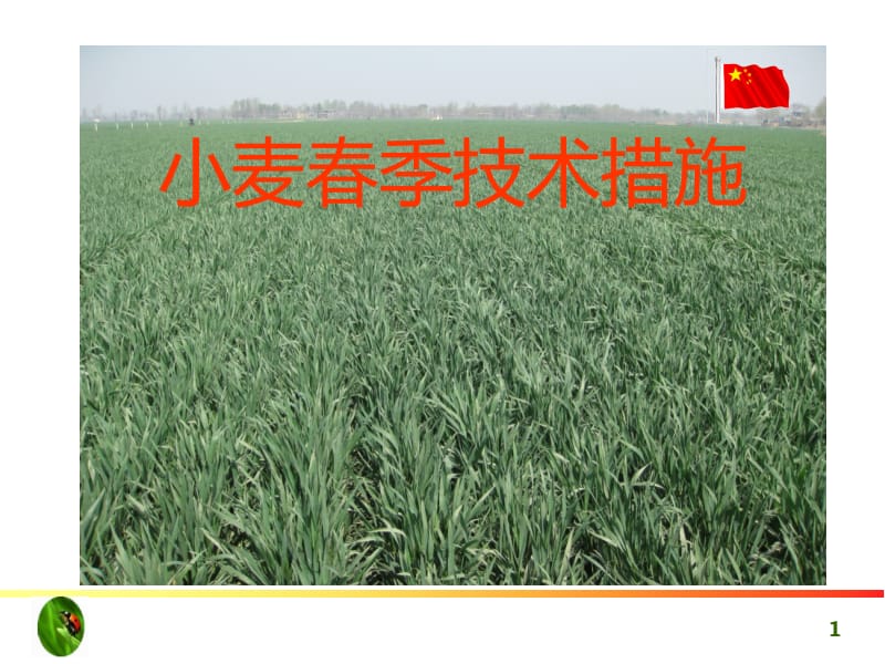 春季小麦高产栽培技术.ppt_第1页