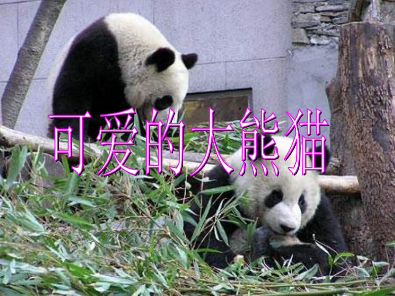 《可爱的大熊猫》[西师版]1.ppt_第2页