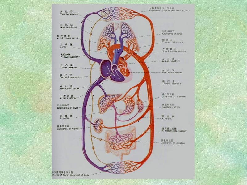 2018年《人体解剖生理学》第六章循环系统的结构和功能PPT课件-文档资料.ppt_第2页