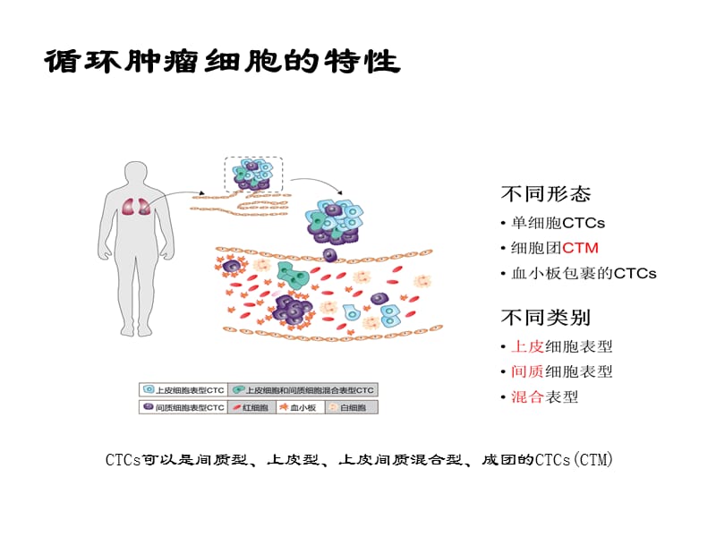 CTC循环肿瘤细胞-精选文档.pptx_第3页