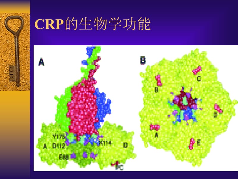 2018年C-反应蛋白及临床应用-文档资料.ppt_第3页