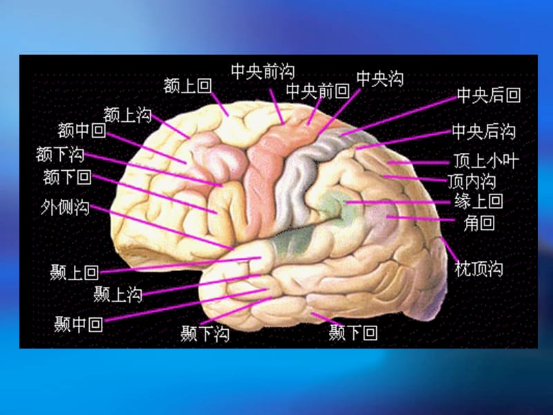 MRI解—颅脑课件-文档资料.ppt_第2页