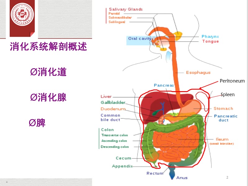 20160406腹部6-GI1-精选文档.ppt_第2页