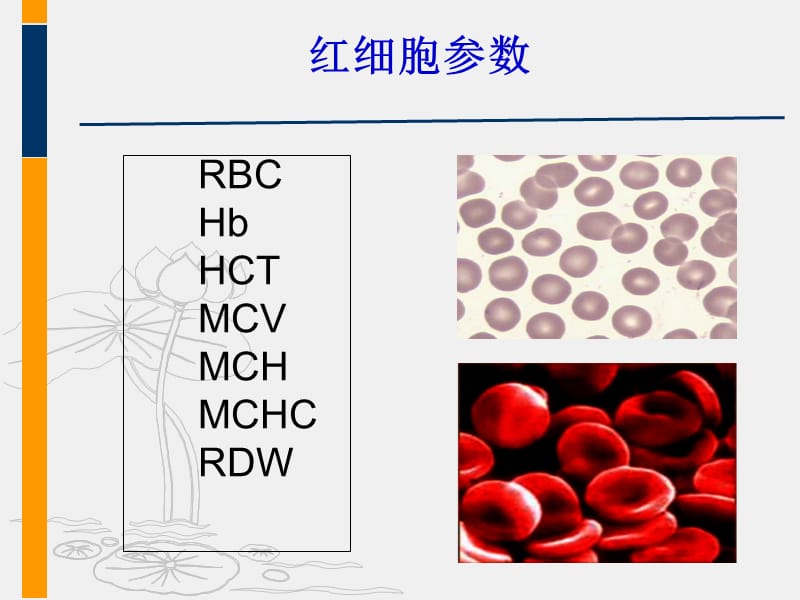 最新2红细胞与血小板-PPT文档.ppt_第3页