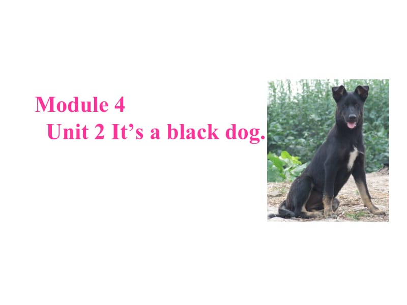 三年级上册英语课件－4.2 Its a black dog ｜外研社（三起） (共27张PPT).ppt_第1页