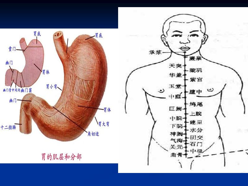 中医内科学胃痛-精选文档.ppt_第3页