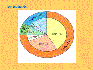 TB免疫细胞-精选文档.ppt