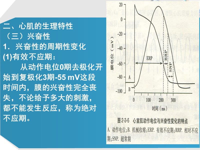 《血液循环二》PPT课件-文档资料.ppt_第3页