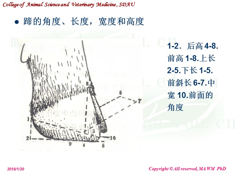 动物外科学--奶牛蹄病课件-PPT文档.ppt_第3页